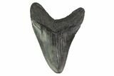 Fossil Megalodon Tooth - Georgia #144308-1